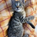 たらおくん^_^緊急里親募集中！！