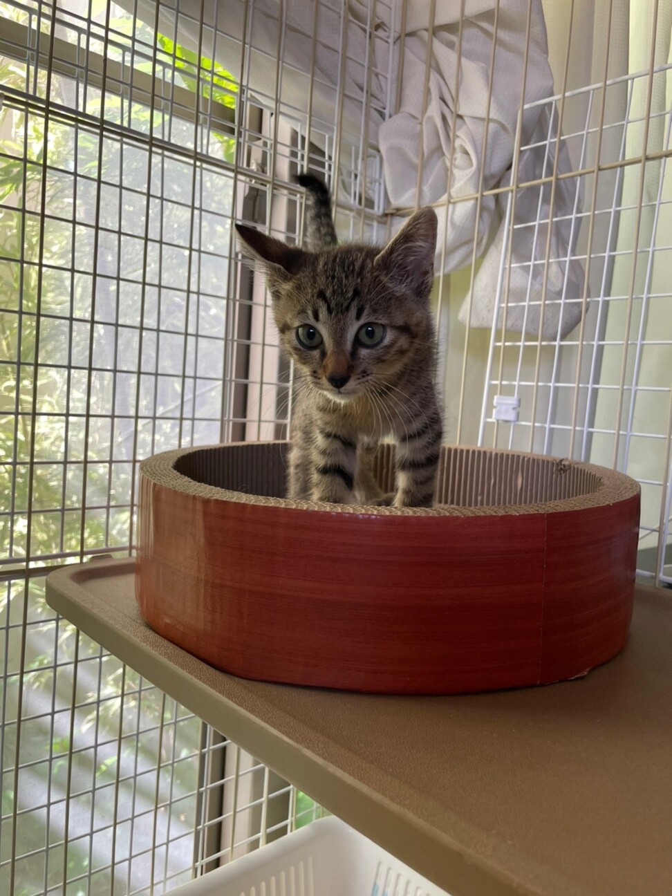 たらおくん^_^緊急里親募集中！！ サムネイル2