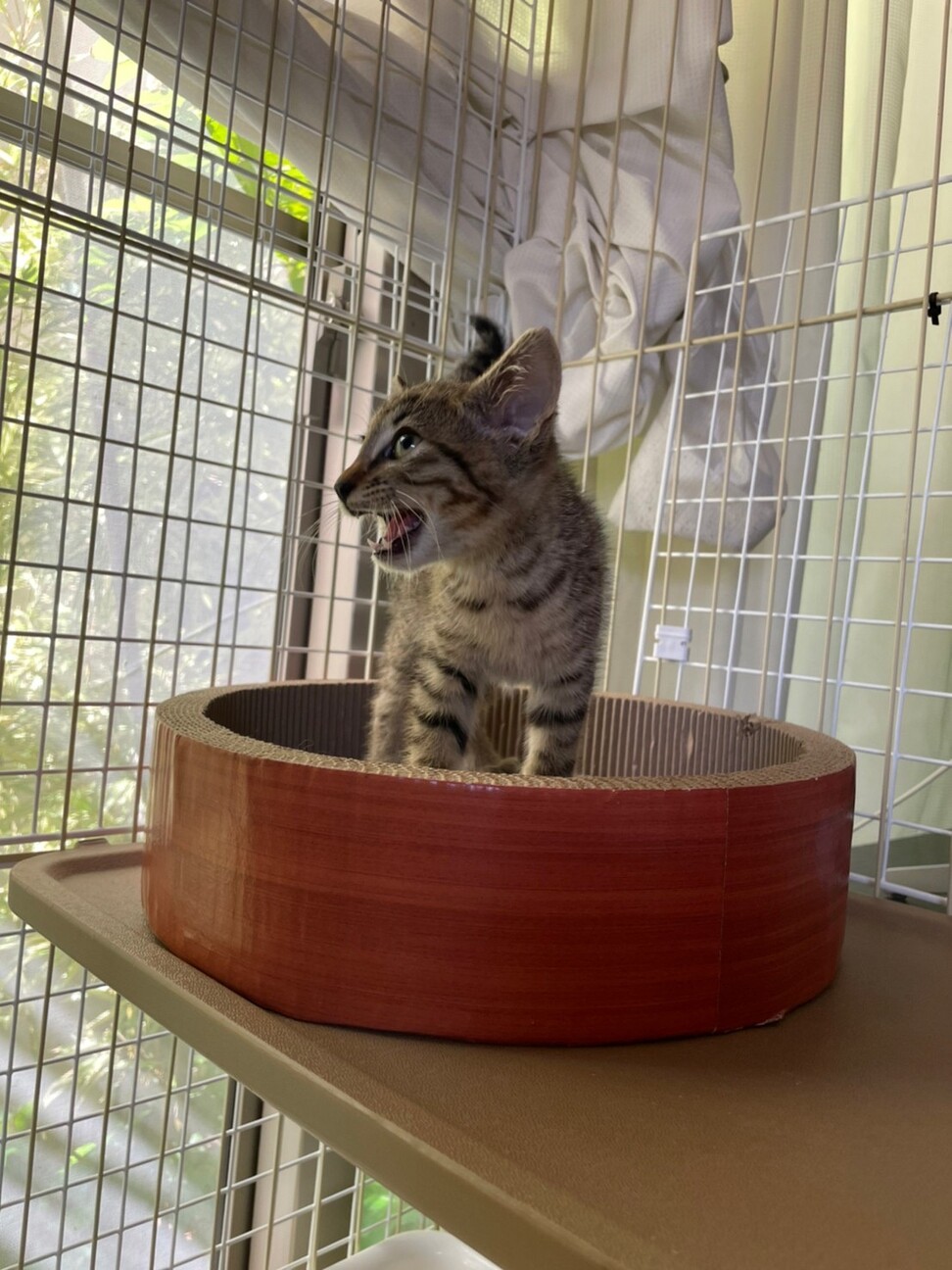 たらおくん^_^緊急里親募集中！！ サムネイル3