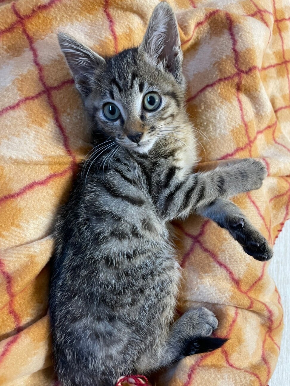 たらおくん^_^緊急里親募集中！！ サムネイル4