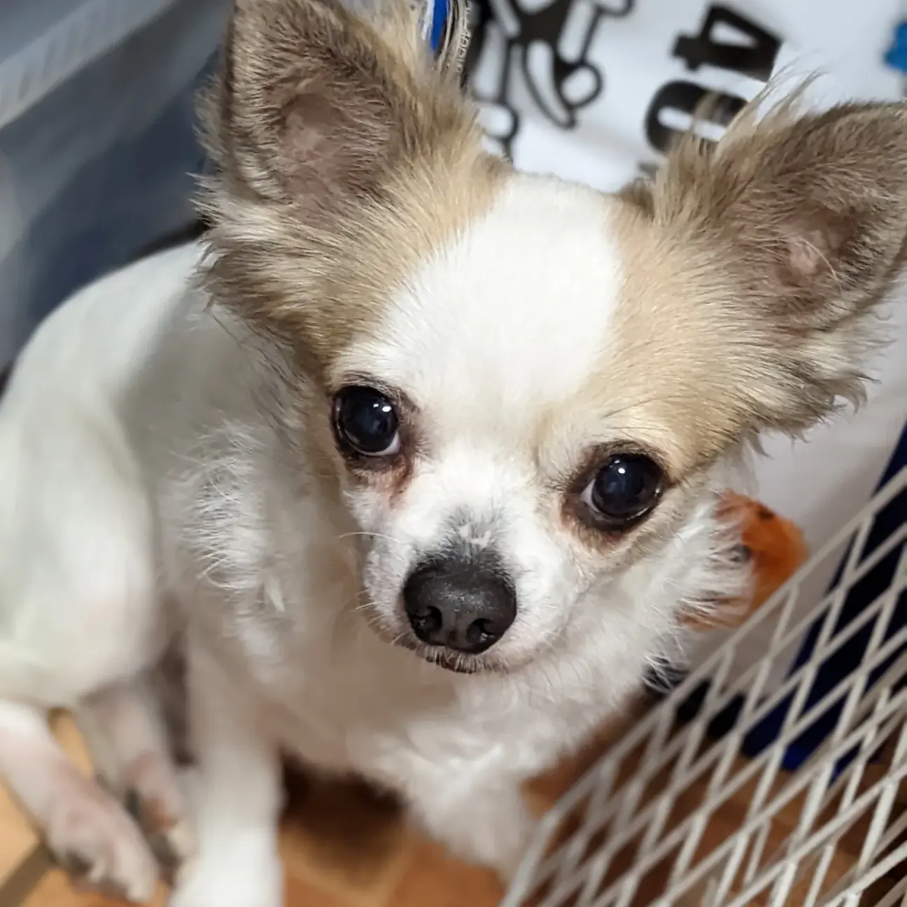 めかぶちゃん 三重県 犬の里親募集 ペットのおうち 月間利用者150万人