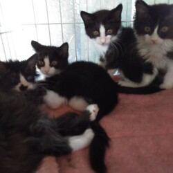 保護猫の譲渡会atいきいき