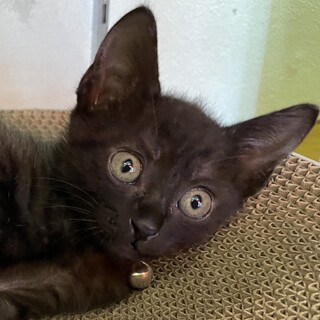 優しくて甘えん坊さんで抱っこも好き女子ごま