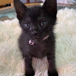 抱っこ大好き黒猫女の子あんこ