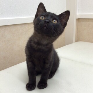 福岡：動物病院発  元気な黒猫 男子！
