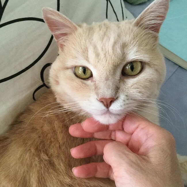 loveyukoのカバー写真