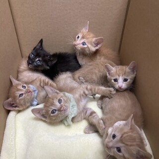 可愛い子猫達です♪