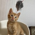 可愛い茶トラの男の子