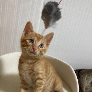 可愛い茶トラの男の子