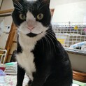 飼い主寝たきりのため急募！甘々白黒ボーイ♪