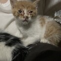 子猫の里親を募集しています。よろしくお願いします。