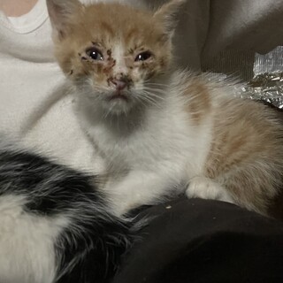 子猫の里親を募集しています。よろしくお願いします。