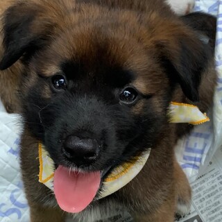 野犬の仔犬を捕獲して保護しお世話しています。