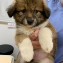 飼育放棄されて捨てられていた仔犬①