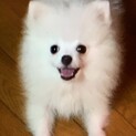 ホワイトポメラニアン