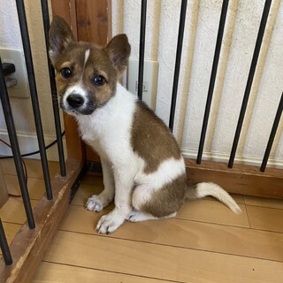 募集停止致します。