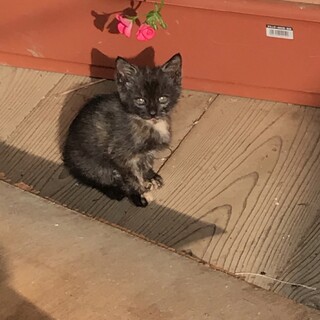 サビ　メス　子猫