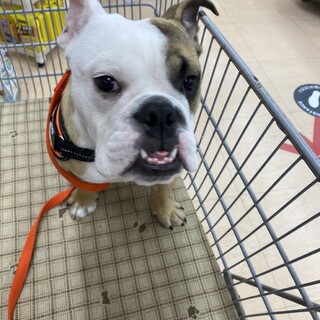 急募　ブルドッグ　7/6 14時　お迎えできる方