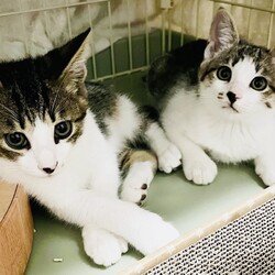 『保護猫のずっとのお家探し里親会』。 サムネイル2