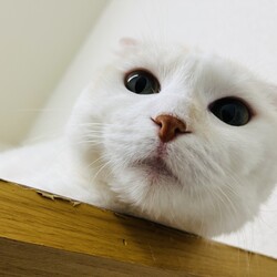 『保護猫のずっとのお家探し里親会』。 サムネイル3