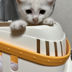 第166回　にゃん☆ぴーす猫譲渡会