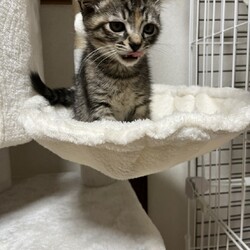 第166回　にゃん☆ぴーす猫譲渡会 サムネイル2