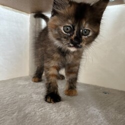 第166回　にゃん☆ぴーす猫譲渡会 サムネイル3