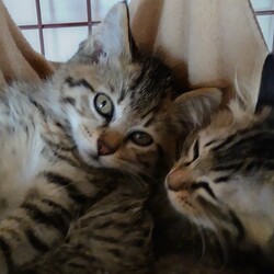 でら❕ねこ❕譲渡会❕ サムネイル1