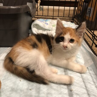 長毛の三毛猫ちゃん