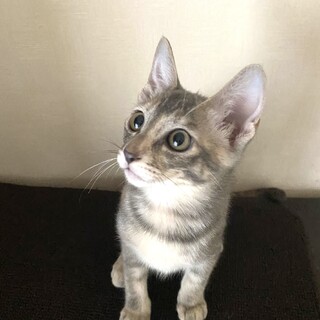 賢くとっても美人なムギワラの女の子です❣️3ヶ月