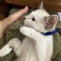 2か月ラグドール系の元気な男の子