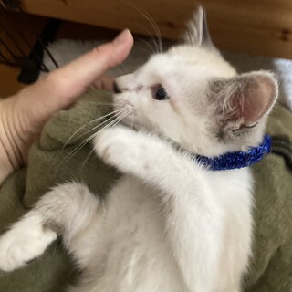 2か月ラグドール系の元気な男の子