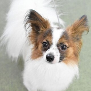 元気なパピヨン・温人♪