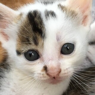 ★プロフ必読　白に茶色と黒い模様のメスの子猫