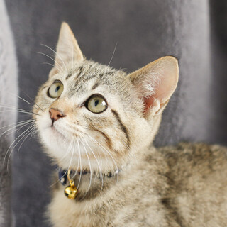 募集停止キジトラ男子ゴマ