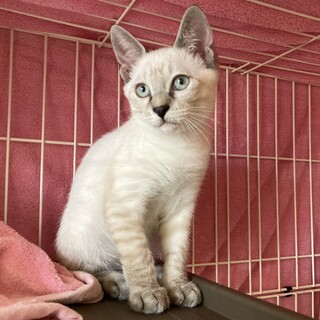 人馴れ訓練中の男の子です