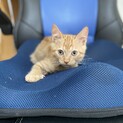 アメショーミックスの子猫