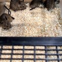 お店で繁殖したデグーちゃんの里親を募集します