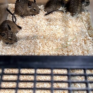 お店で繁殖したデグーちゃんの里親を募集します
