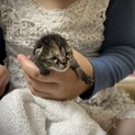 生まれたての子猫