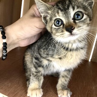可愛いキジトラ（麦わら）模様のメンマちゃん