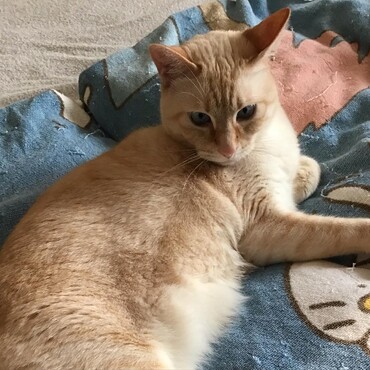 チャムチャム、ダイジョウブ