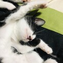 おりこうさん男の子