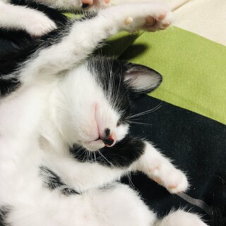 おりこうさん男の子