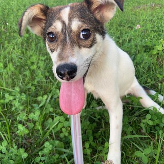 とっても可愛いアムの家族を探してます。