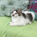 明るく甘えん坊の美人さん　ふーちゃん♪