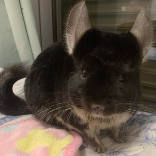 チンチラブラック