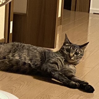 ★1歳になるお茶目な女の子★