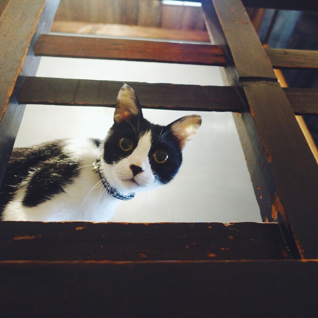 noirmick_ponpocoのカバー写真