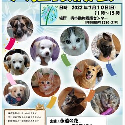 犬猫譲渡会